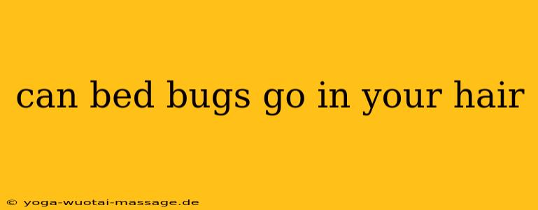 can bed bugs go in your hair