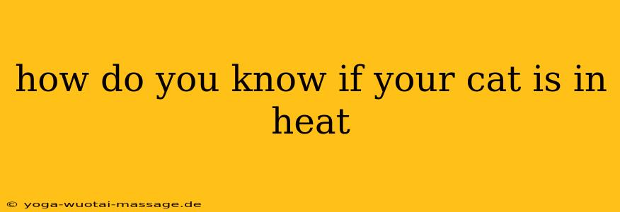 how do you know if your cat is in heat