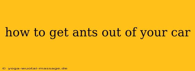 how to get ants out of your car