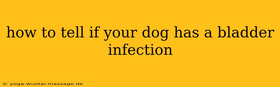 how to tell if your dog has a bladder infection