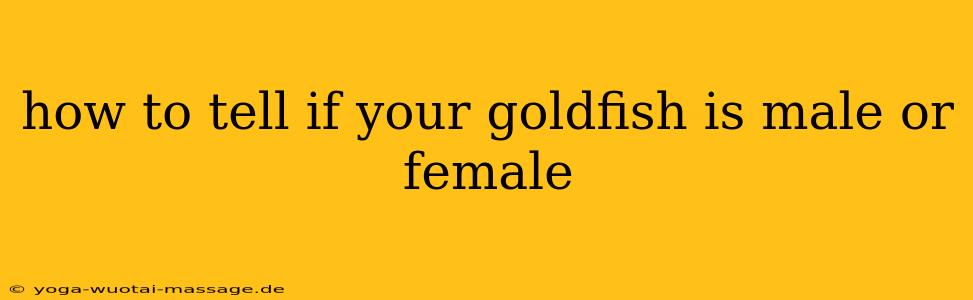 how to tell if your goldfish is male or female