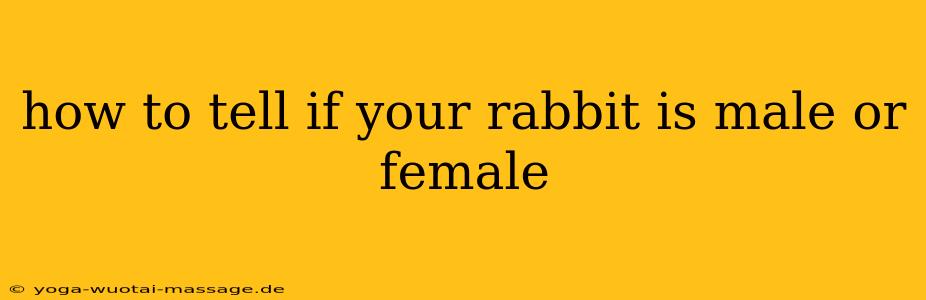 how to tell if your rabbit is male or female