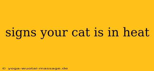 signs your cat is in heat