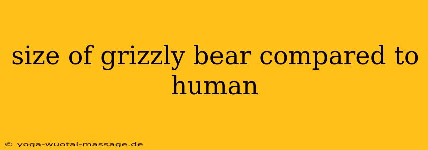 size of grizzly bear compared to human