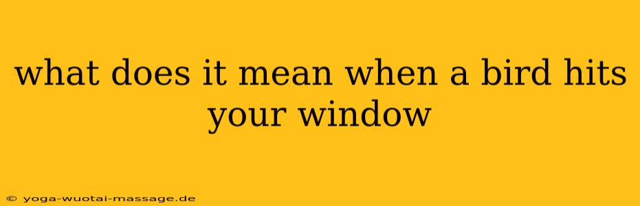 what does it mean when a bird hits your window