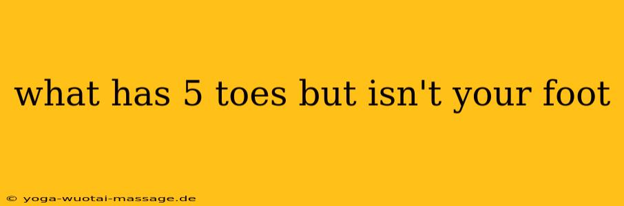 what has 5 toes but isn't your foot