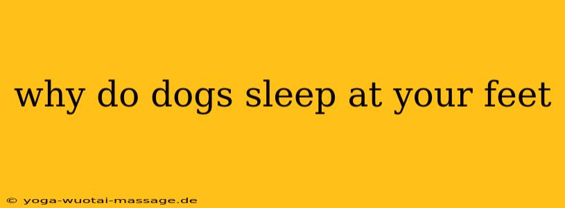 why do dogs sleep at your feet