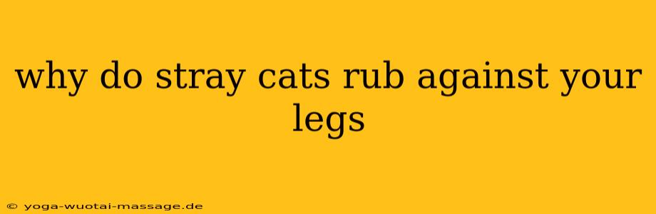 why do stray cats rub against your legs