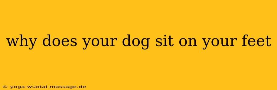 why does your dog sit on your feet