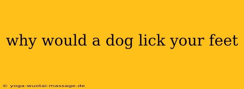 why would a dog lick your feet